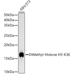 DiMethyl-Histone H3-K36 Rabbit mAb