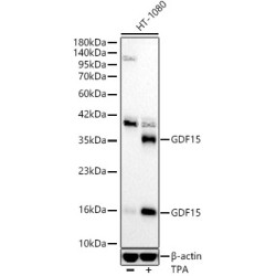 GDF15 Rabbit mAb