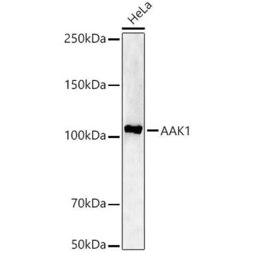 AAK1 Rabbit pAb