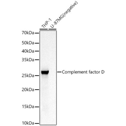 Complement factor D Rabbit pAb