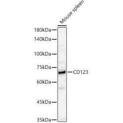 CD123 Rabbit pAb