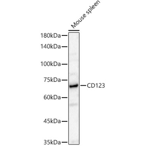 CD123 Rabbit pAb