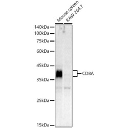 CD8A Rabbit pAb