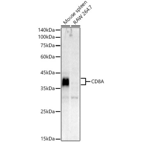 CD8A Rabbit pAb