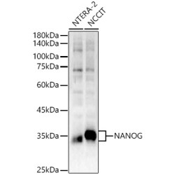 NANOG Rabbit pAb