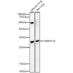 TMEM119 Rabbit pAb