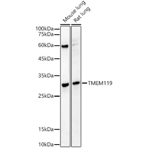 TMEM119 Rabbit pAb