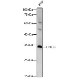 UPK3B Rabbit pAb