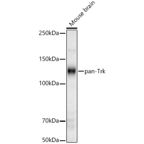 pan-Trk Rabbit pAb