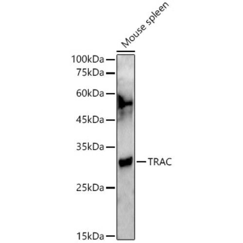 TRAC Rabbit pAb