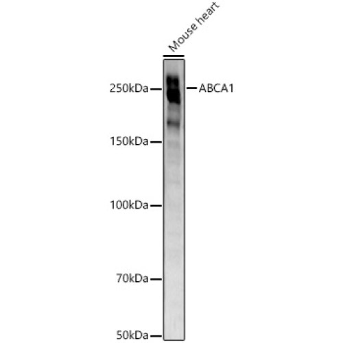 ABCA1 Rabbit mAb