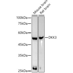 DKK3 Rabbit mAb