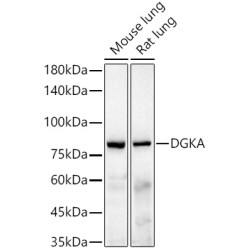 DGKA Rabbit mAb