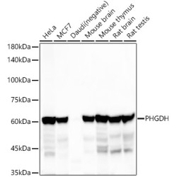 PHGDH Rabbit mAb