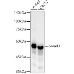 [KO Validated] Smad3 Rabbit mAb