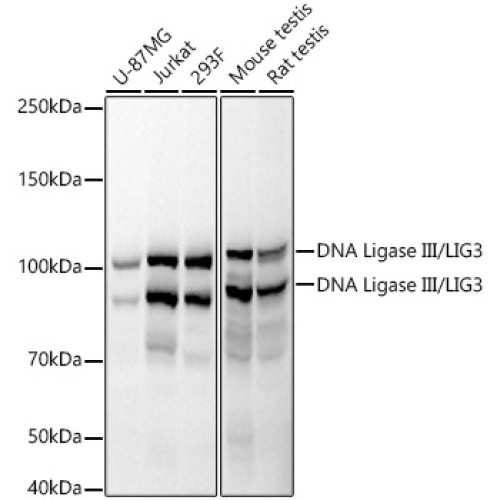 DNA Ligase III/LIG3 Rabbit mAb