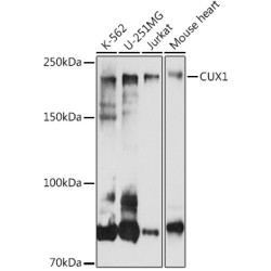 CUX1 Rabbit pAb