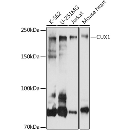 CUX1 Rabbit pAb