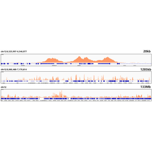 DiMethyl-Histone H3-K4 Rabbit mAb