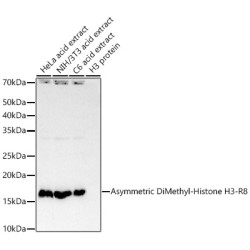 Asymmetric DiMethyl-Histone H3-R8 Rabbit mAb
