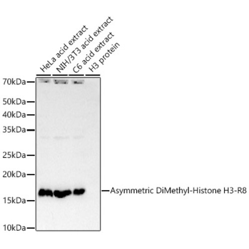 Asymmetric DiMethyl-Histone H3-R8 Rabbit mAb