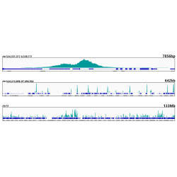 TriMethyl-Histone H3-K4 Rabbit mAb