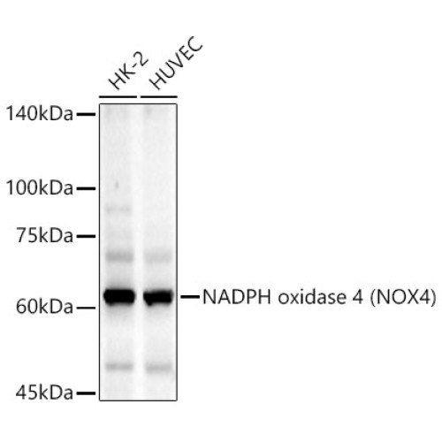 NADPH oxidase 4 (NOX4) Rabbit mAb