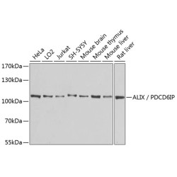 ALIX / PDCD6IP Rabbit pAb