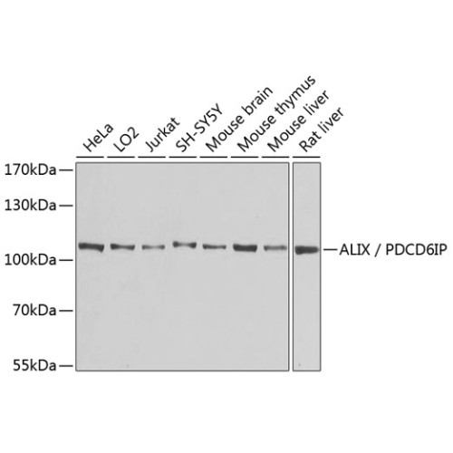 ALIX / PDCD6IP Rabbit pAb