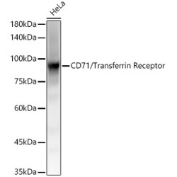 [KO Validated] CD71/Transferrin Receptor Rabbit mAb