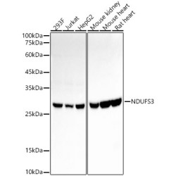 NDUFS3 Rabbit mAb