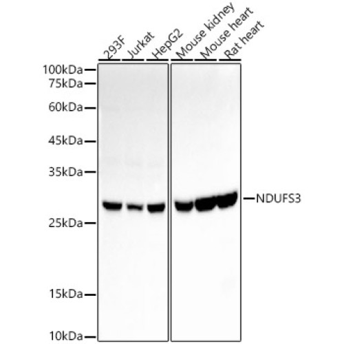 NDUFS3 Rabbit mAb