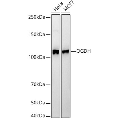 OGDH Rabbit mAb