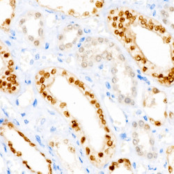 PAX8 Rabbit mAb