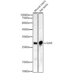 StAR Rabbit mAb