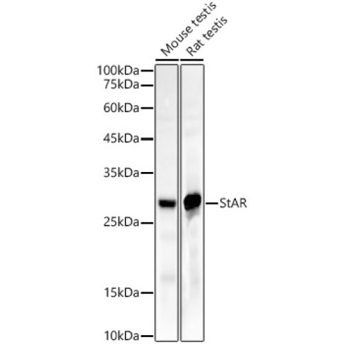 StAR Rabbit mAb