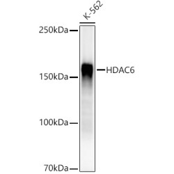HDAC6 Rabbit mAb