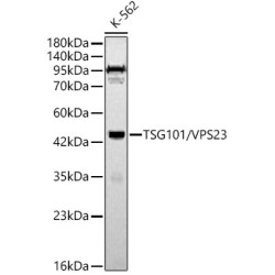 TSG101/VPS23 Rabbit pAb