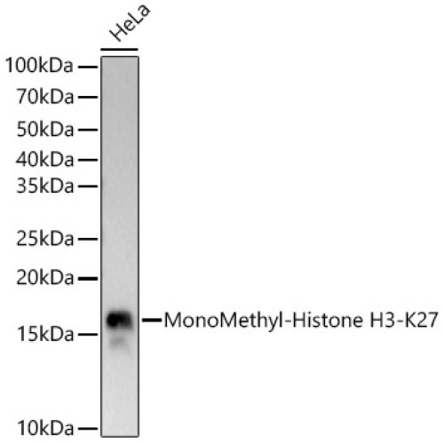 MonoMethyl-Histone H3-K27 Rabbit mAb