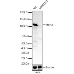 [KO Validated] MSH2 Rabbit mAb