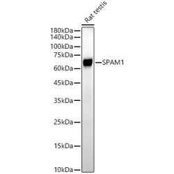 SPAM1 Rabbit mAb