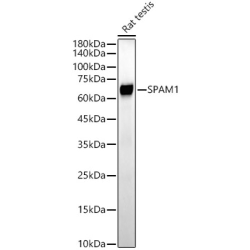 SPAM1 Rabbit mAb