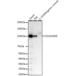 CD10/MME Rabbit mAb