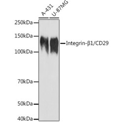 Integrin-β1/CD29 Rabbit pAb