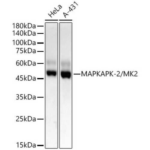 MAPKAPK-2/MK2 Rabbit mAb