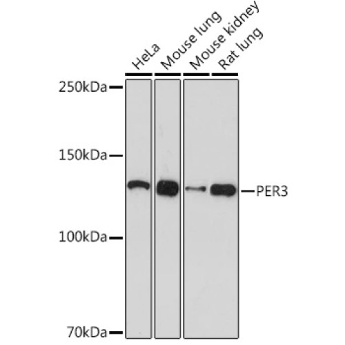 PER3 Rabbit mAb
