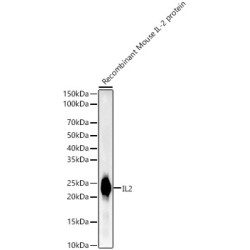 IL2 Rabbit mAb