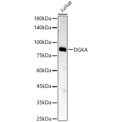 DGKA Rabbit mAb