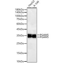 PGAM5 Rabbit mAb