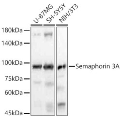 Semaphorin 3A Rabbit mAb